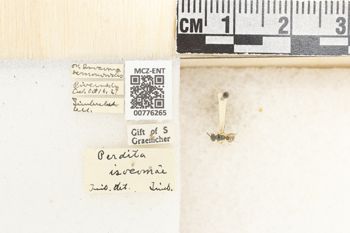 Media type: image;   Entomology 776265 Aspect: Labels